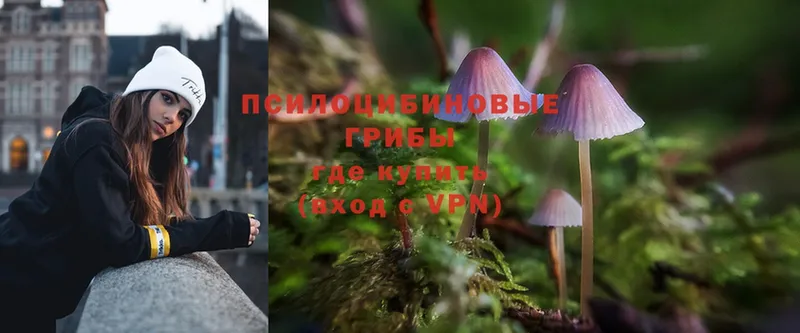 Псилоцибиновые грибы Psilocybine cubensis  Галич 